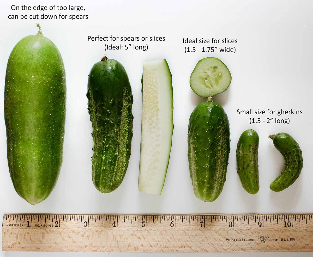 Pickling Perfection: The Ultimate Guide to Cucumbers for Your Jars